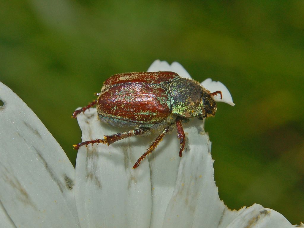 Melolonthidae da determinare: Hoplia argentea